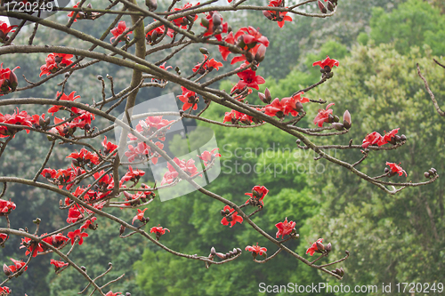 Image of Cotton flowers in spring time