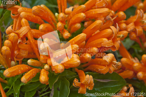 Image of Chinese New Year Flowers with droplets in spring