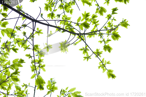 Image of Green leaves isolated on white background