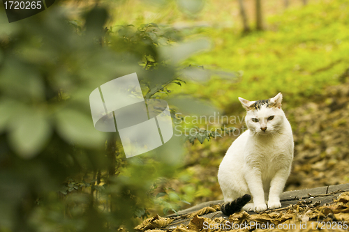 Image of A cat hides in the forest