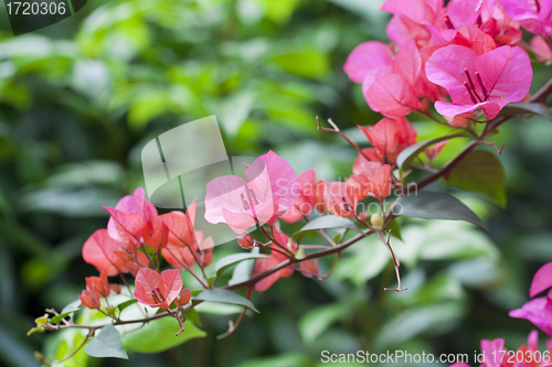 Image of Azelea flowers background