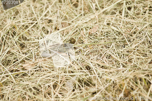 Image of Weed texture on floor