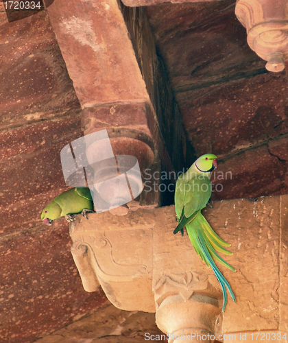 Image of Rose-ringed Parakeets