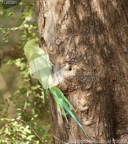 Image of Rose-ringed Parakeet