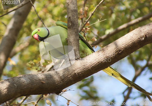 Image of Rose-ringed Parakeet