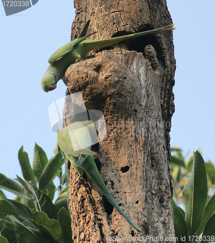 Image of Rose-ringed Parakeets