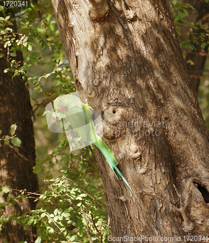 Image of Rose-ringed Parakeet