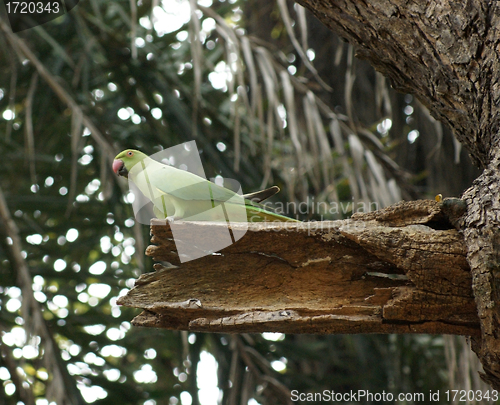 Image of Rose-ringed Parakeet