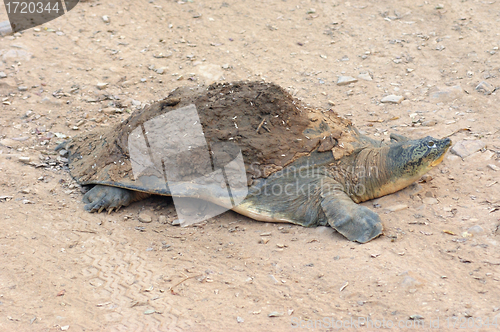 Image of softshell turtle