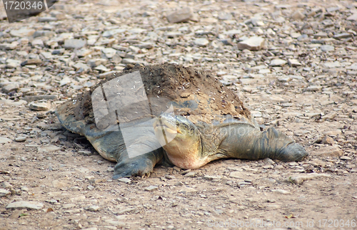 Image of softshell turtle