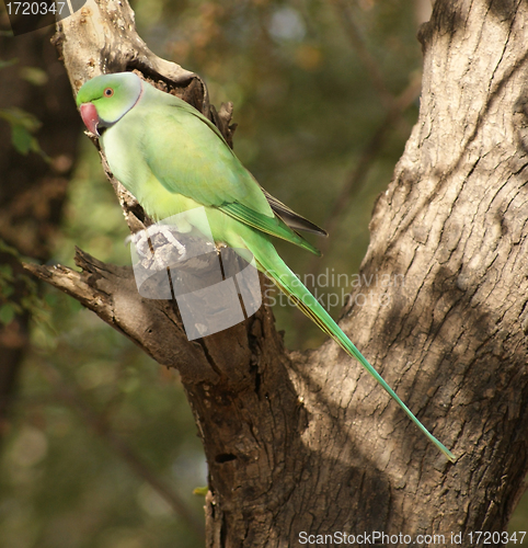 Image of Rose-ringed Parakeet