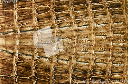 Image of Crocodile leather background