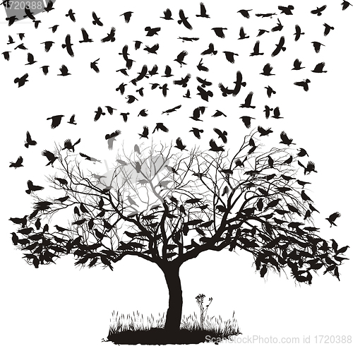 Image of Crows in a tree