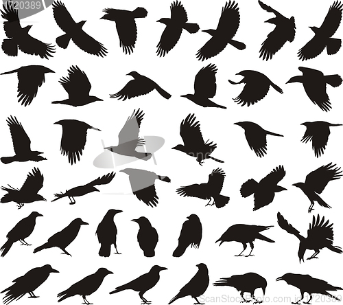 Image of Bird carrion crow