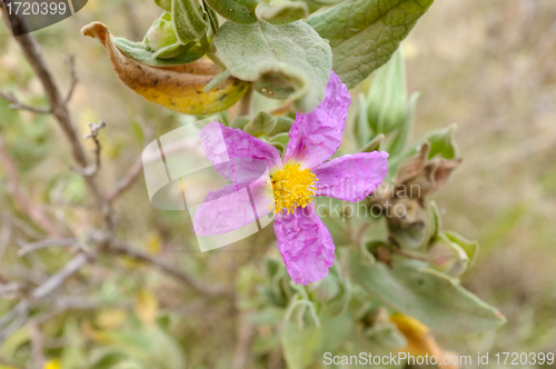 Image of Pink rockrose