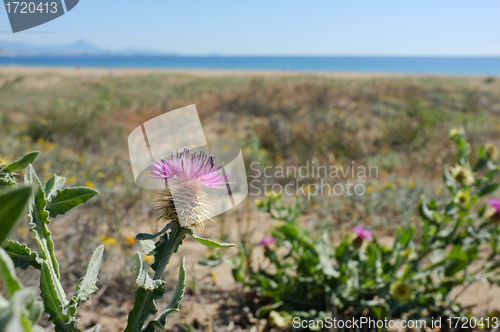 Image of Mediterranean spring