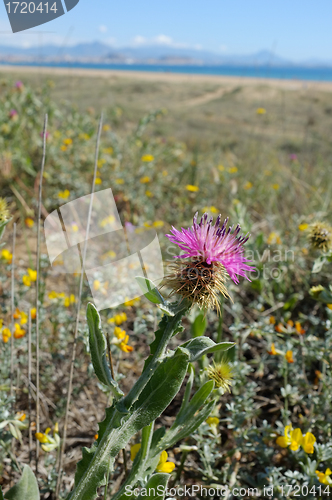 Image of Thistle