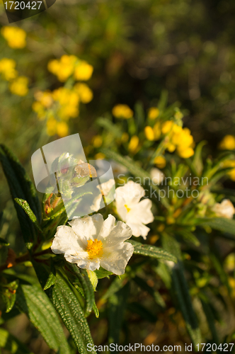 Image of White rockrose