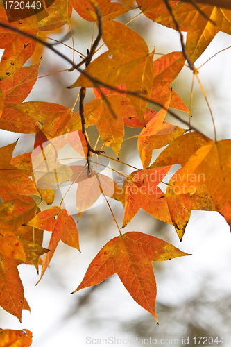 Image of Red leaves background