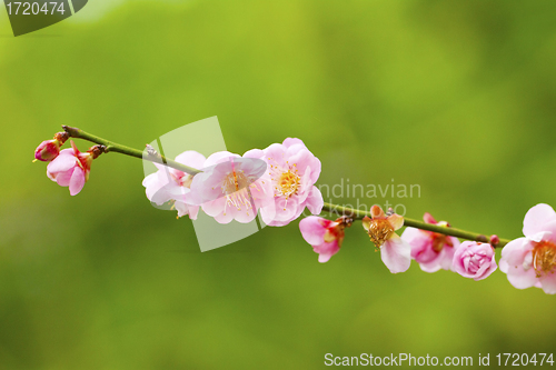 Image of Plum blossoms blooming
