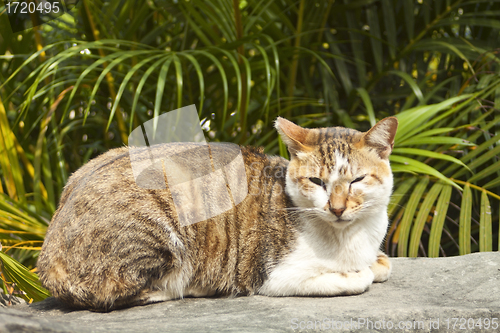 Image of A cat lying on rock