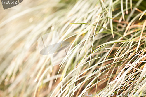 Image of Autumn grasses