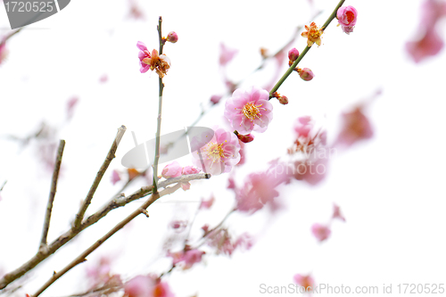 Image of Plum blossom in spring