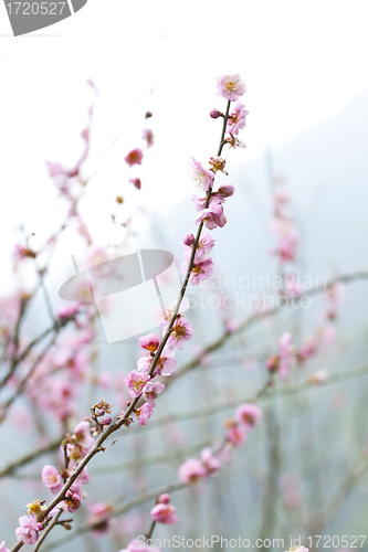 Image of Plum blossoms in spring