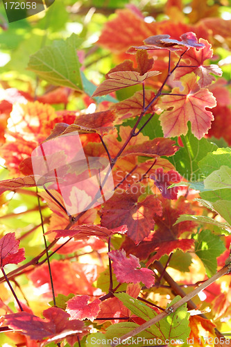 Image of Grape leaves