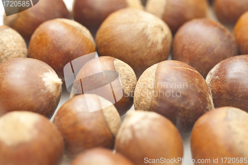 Image of Chestnut isolated on white background