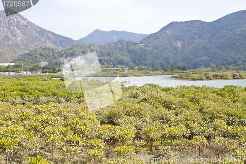 Image of Mangroves in Hong Kong