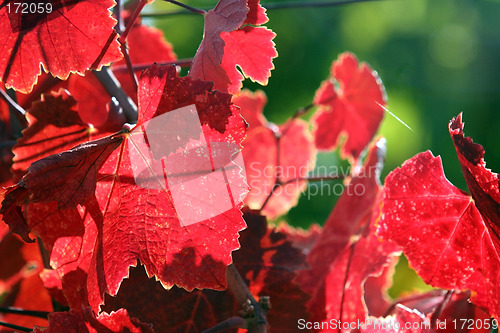 Image of Grape leaves