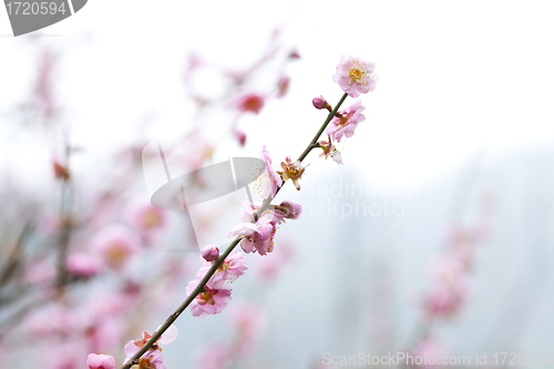 Image of Cherry blossom in spring