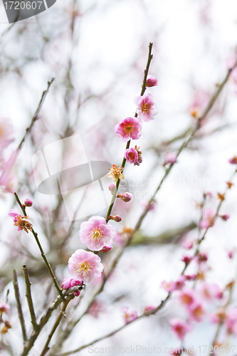 Image of Plum blossoms blooming in spring