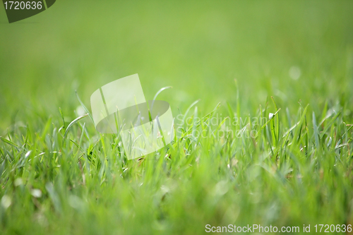 Image of Green vibrant grass
