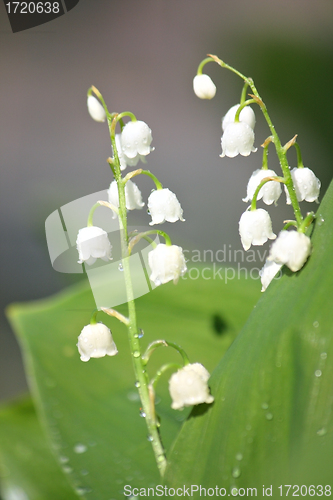 Image of Lily of the valley