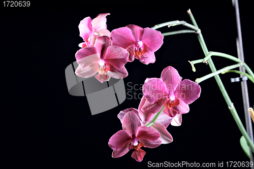 Image of Beautiful orchid at the dark background