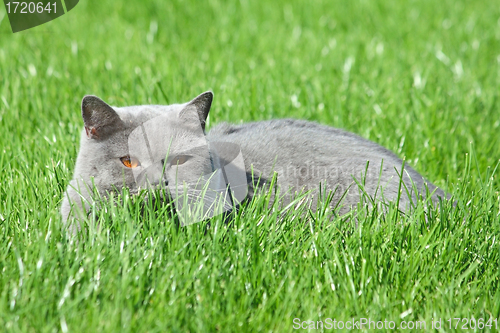 Image of Grey brittish cat in the grass