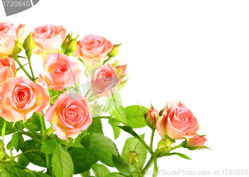 Image of Light pink roses with green leafes
