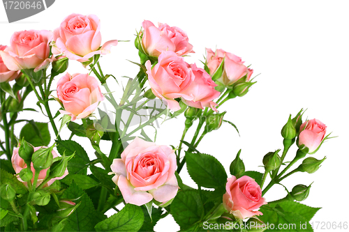 Image of Bush of pink roses with green leafes