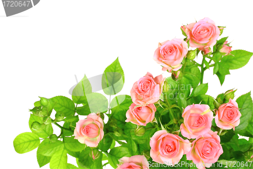Image of Branch of light pink roses