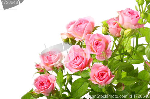 Image of Group of pink roses with green leafes