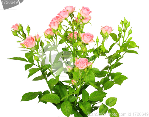 Image of Bouquet of pink roses with green leafes