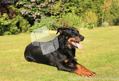 Image of portrait of a purebred french sheepdog beauceron 