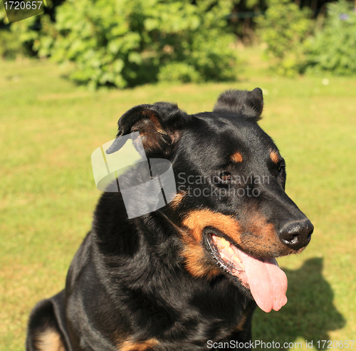 Image of portrait of a purebred french sheepdog beauceron 