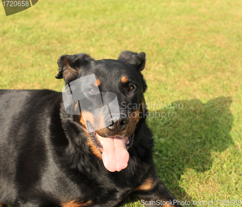 Image of portrait of a purebred french sheepdog beauceron 