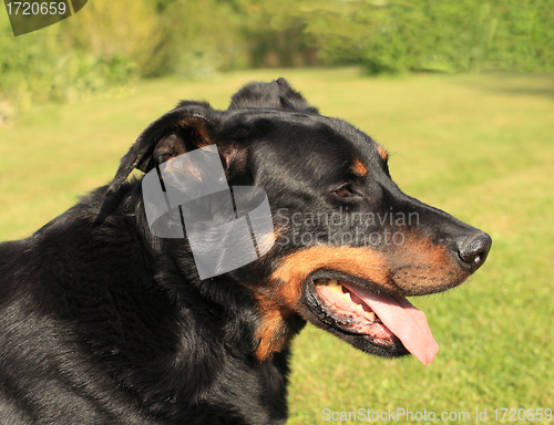 Image of portrait of a purebred french sheepdog beauceron 