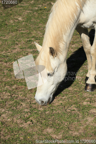 Image of portrait of a young white horse in a meadow