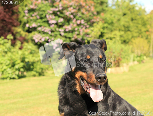 Image of portrait of a purebred french sheepdog beauceron 