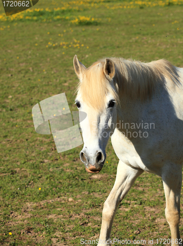 Image of portrait of a young white horse in a meadow